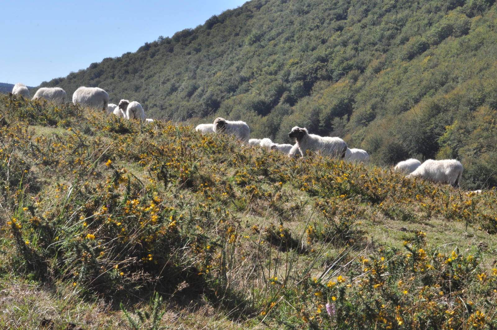 Ruta cercana